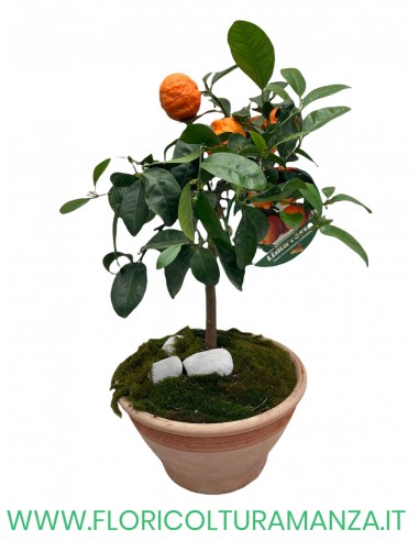 LIMA ROSSO (LIMONIA) IN VASO COTTO TOSCANO