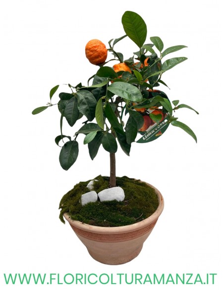 LIMA ROSSO (LIMONIA) IN VASO COTTO TOSCANO