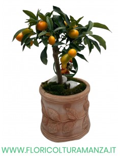 KUMQUAT IN VASO COTTO FESTONATO