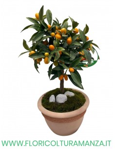 KUMQUAT IN VASO COTTO TOSCANO