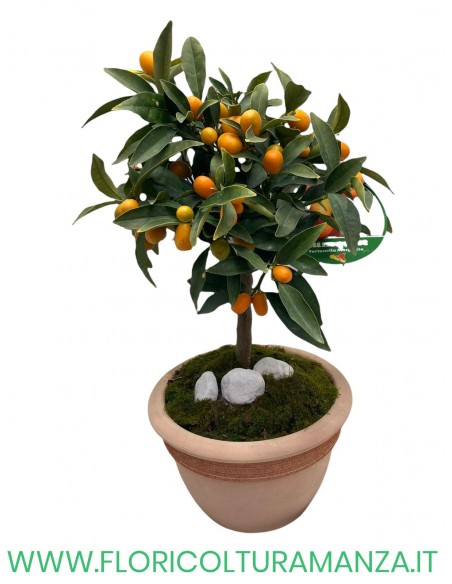 KUMQUAT IN VASO COTTO TOSCANO