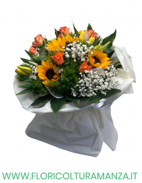 girasoli rose A1