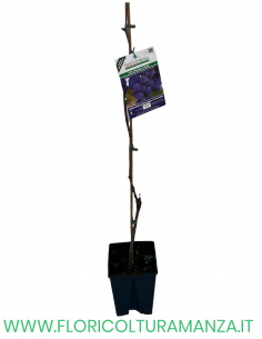 UVA FRAGOLA NERA (VITE AMERICANA)