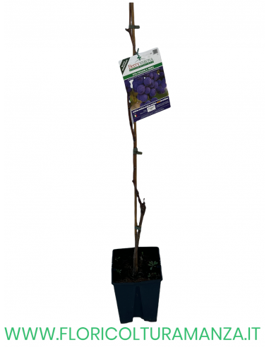 UVA FRAGOLA NERA (VITE AMERICANA)