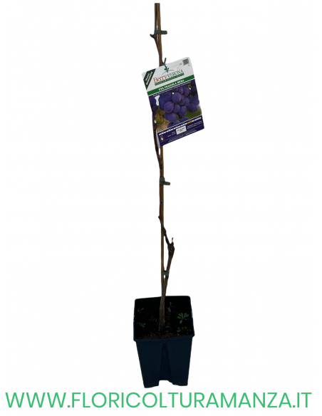 UVA FRAGOLA NERA (VITE AMERICANA)