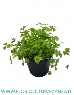 🌿 Prezzemolo