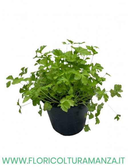 🌿 Prezzemolo