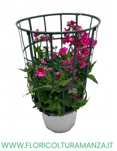 🌸 Nemesia