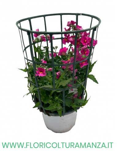 🌸 Nemesia