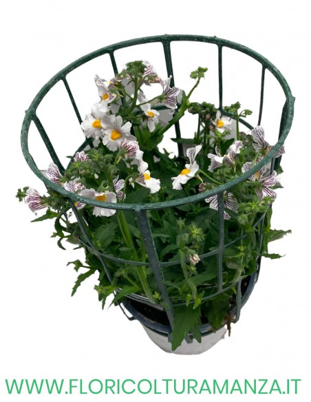 🌸 Nemesia