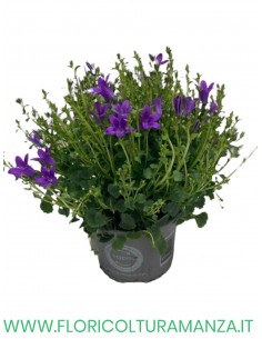 🌸 Campanula carpatica