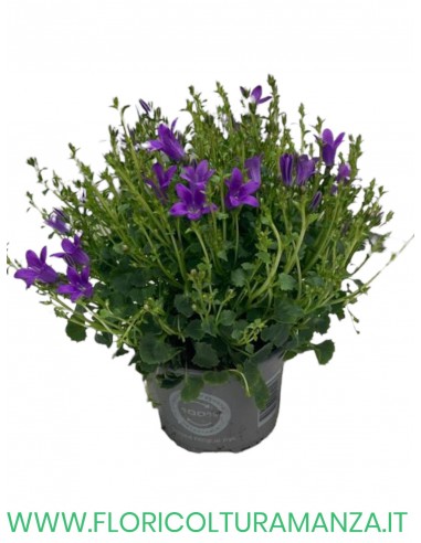 🌸 Campanula carpatica