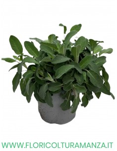 🌿 Salvia Maxima