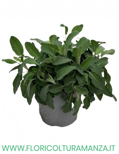 🌿 Salvia Maxima