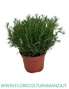 🌿 Rosmarino