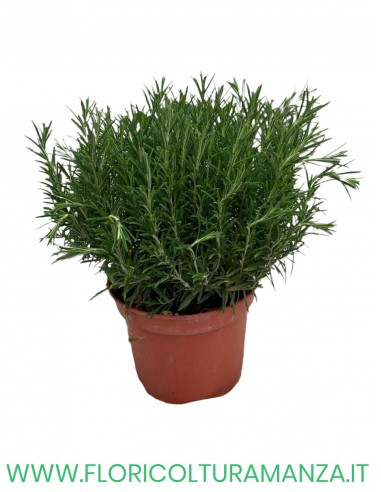 🌿 Rosmarino