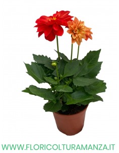 🌺 Dalia nana  vaso 14