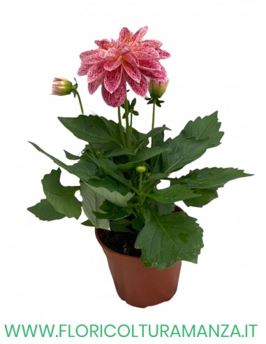 🌺 Dalia nana  vaso 14