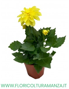 🌺 Dalia nana  vaso 14 2