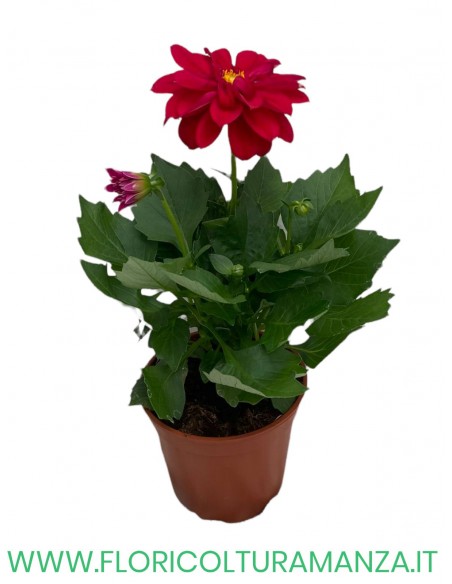 🌺 Dalia nana  vaso 14