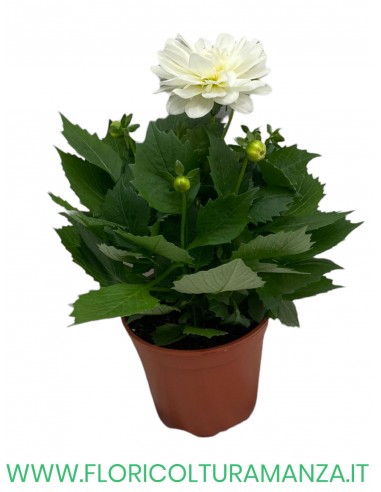🌺 Dalia nana  vaso 14