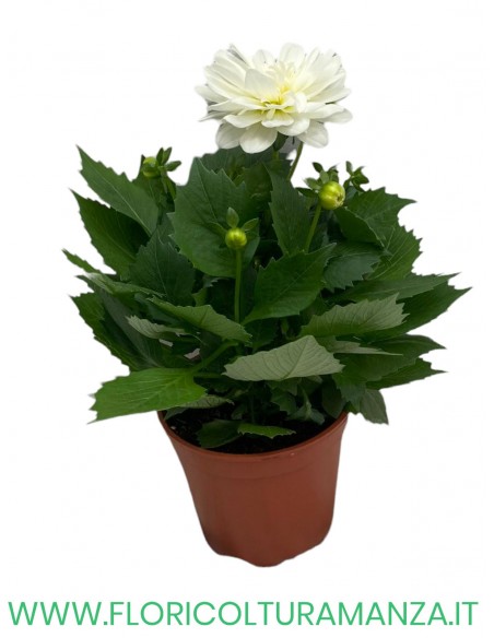 🌺 Dalia nana  vaso 14
