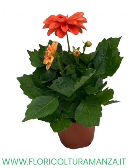 🌺 Dalia nana  vaso 14