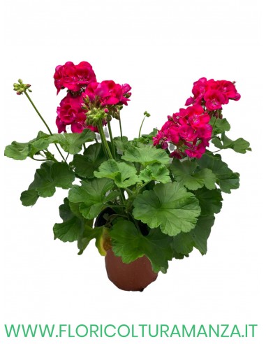 🌸 Geranio zonale – Pianta madre