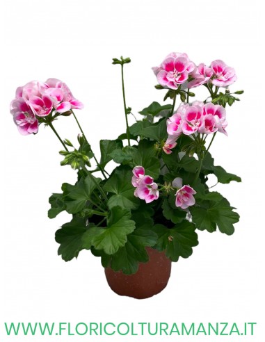 🌸 Geranio zonale – Pianta madre