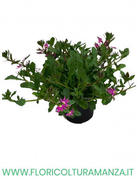 🌸 Scaevola