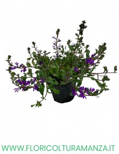 🌸 Scaevola 2