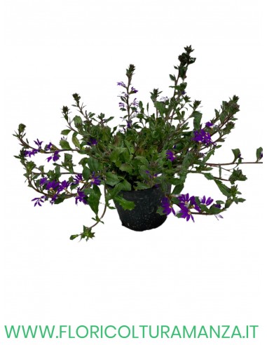 🌸 Scaevola