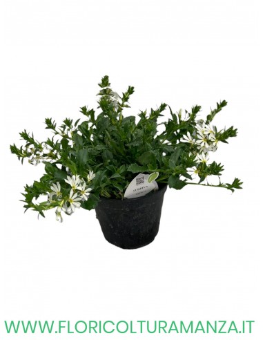 🌸 Scaevola