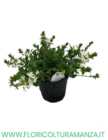🌸 Scaevola
