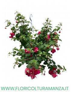 fucsia i basket 2