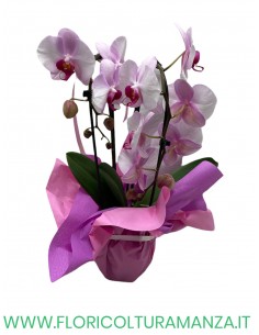 phalaenopsis ad arco due rami