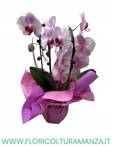 phalaenopsis ad arco due rami