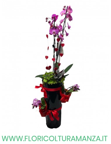 phalaenopsis A1