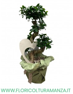 FICUS GINSENG