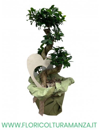 FICUS GINSENG