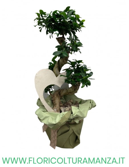 FICUS GINSENG