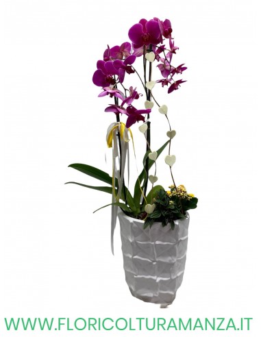 PHALENOPSIS B1