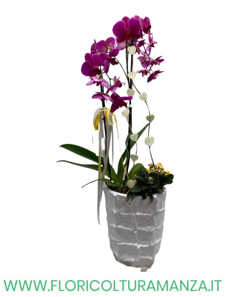 PHALENOPSIS B1