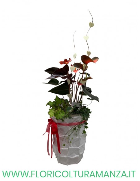 ANTHURIUM A1
