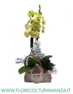 Borsa di panno natalizio con Phalenopsis