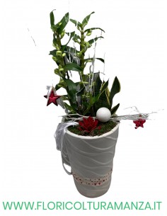 DENDROBIUM IN VASO DI CERAMICA
