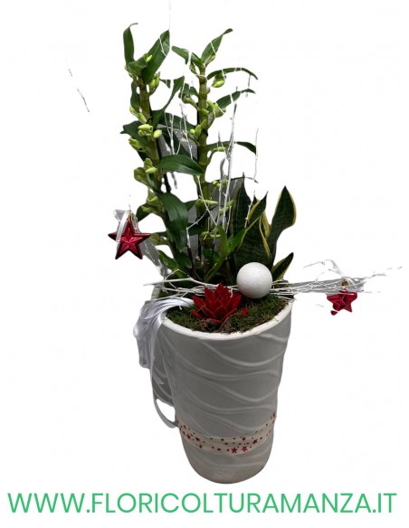 DENDROBIUM IN VASO DI CERAMICA