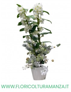 DENDROBIUM VASO CERAMICA CLASSICO