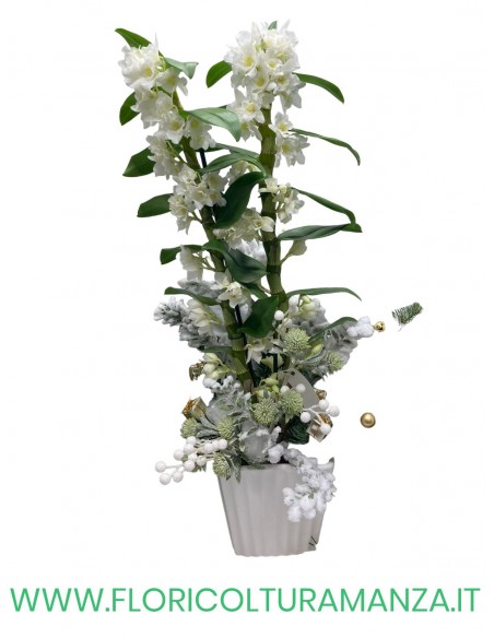 DENDROBIUM VASO CERAMICA CLASSICO