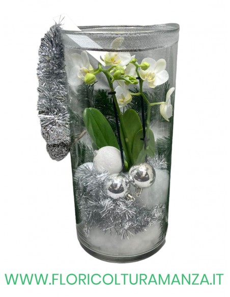 ORCHIDEA CON VASO IN VETRO